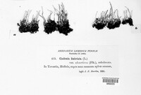 Cladonia fimbriata image